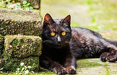 极简生存建造策略游戏《晨曦族人》现已发布！